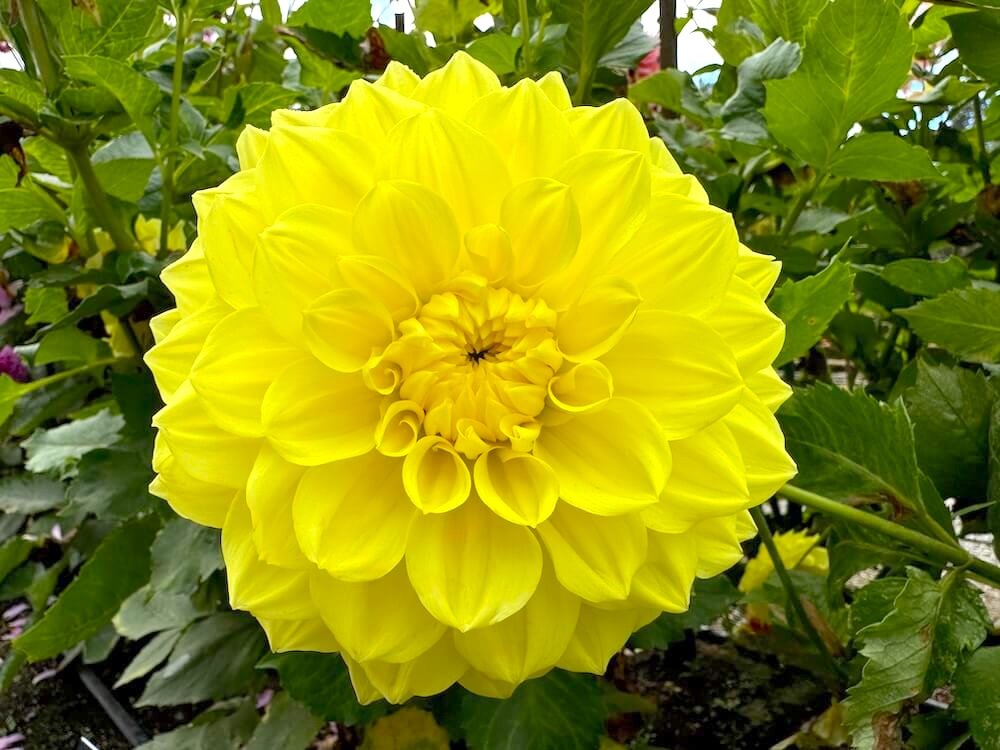 Dahlia 'Clearview Ruffles'