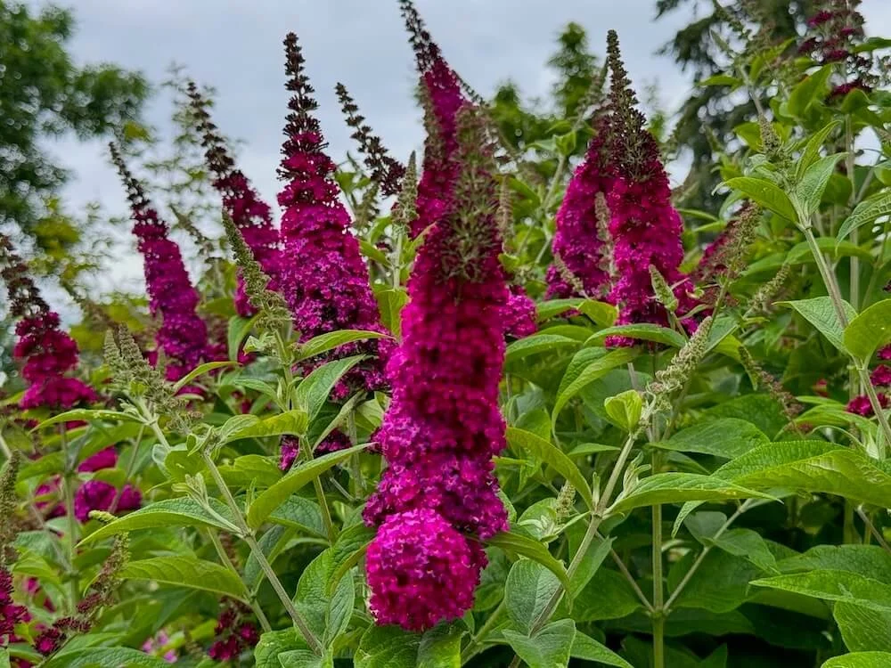 BUTTERFLY BUSH (Buddleia)