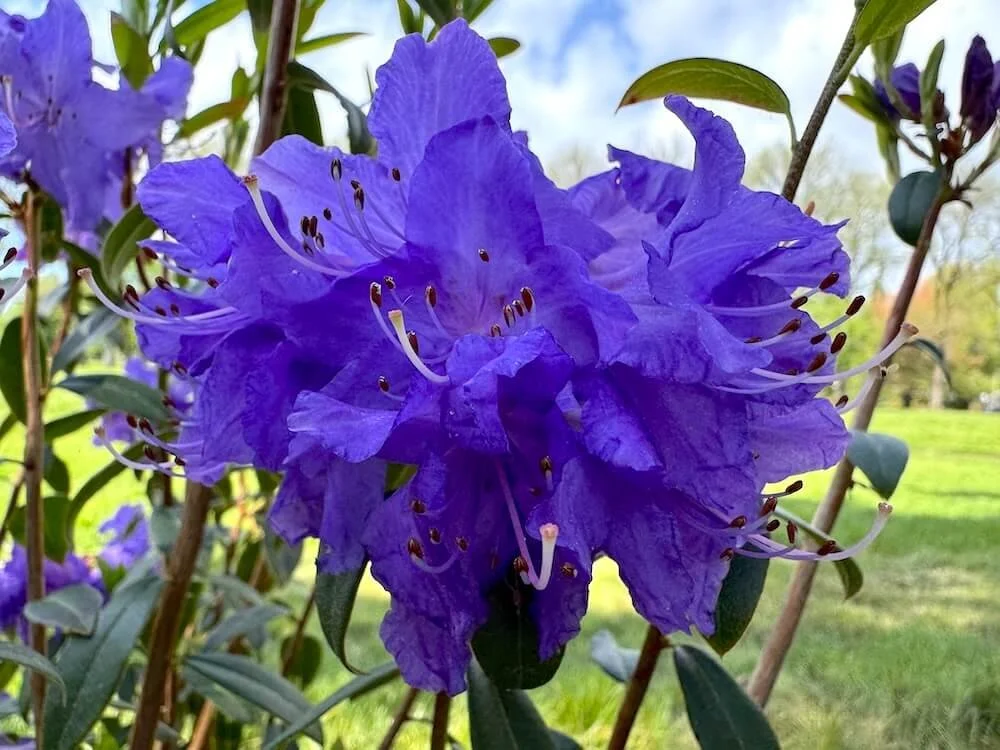 Rhododendron 'Blaney's Blue'