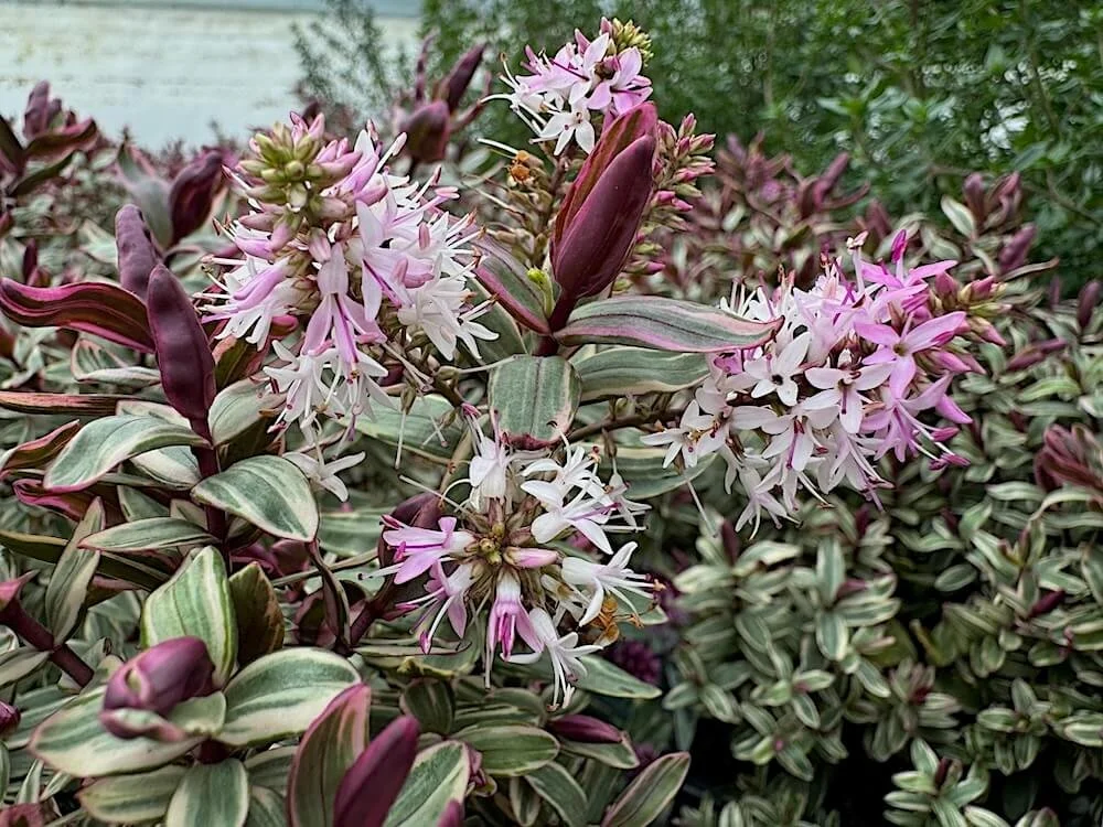 Hebe x speciosa 'HebAnn05'
