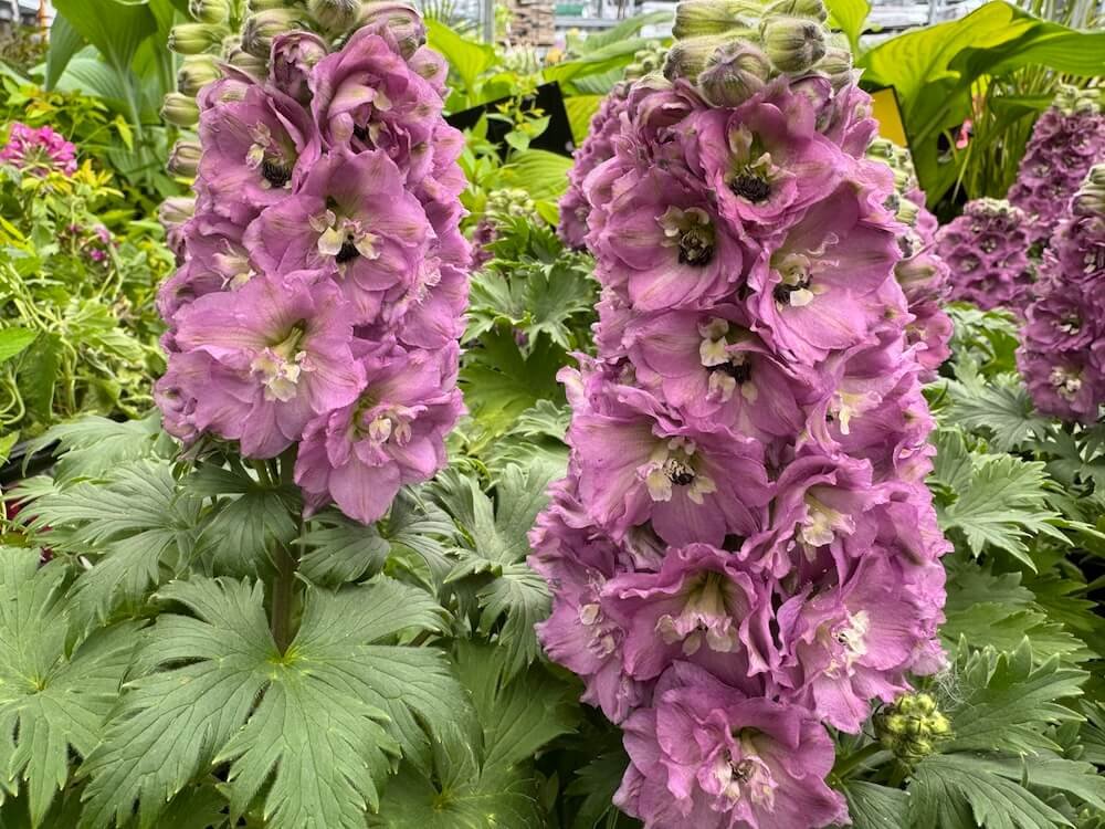 LARKSPUR (Delphinium)