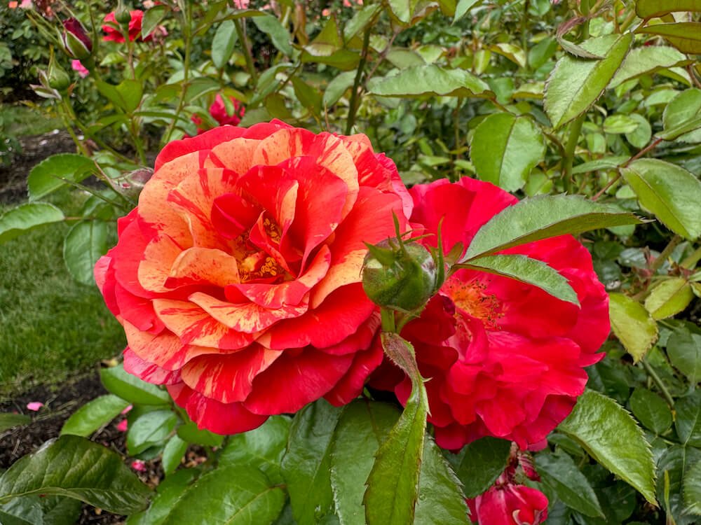 Rosa 'Frida Kahlo'