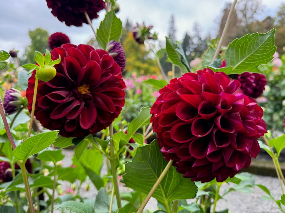 Dahlia 'Dark Spirit'