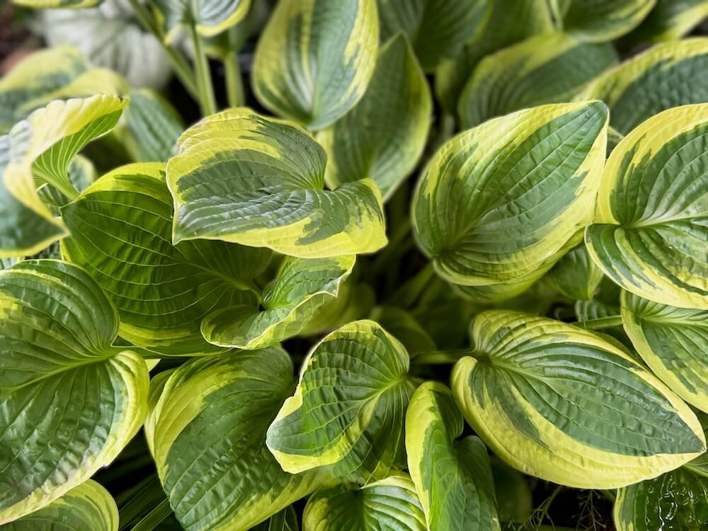 Hosta x 'Wide Brim'