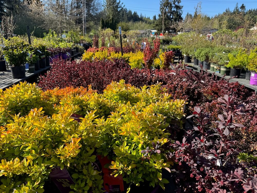 VALLEY NURSERY