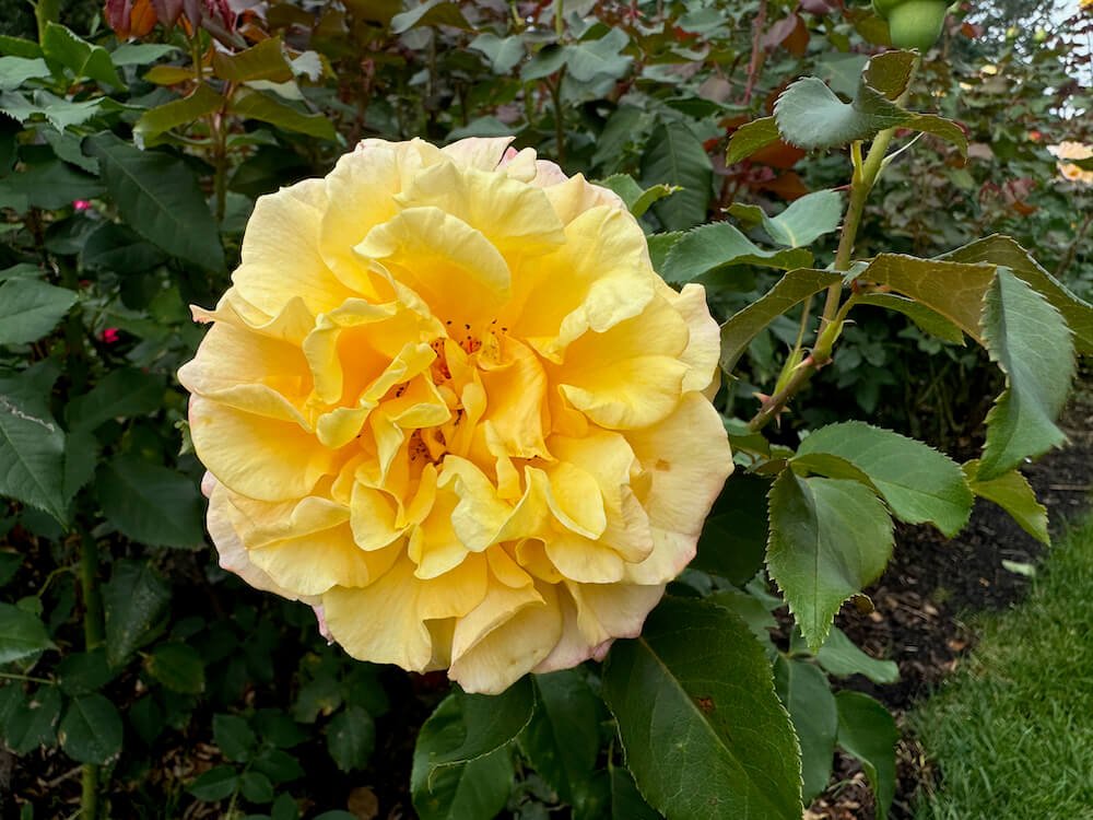 Rosa 'Sunny Sky'