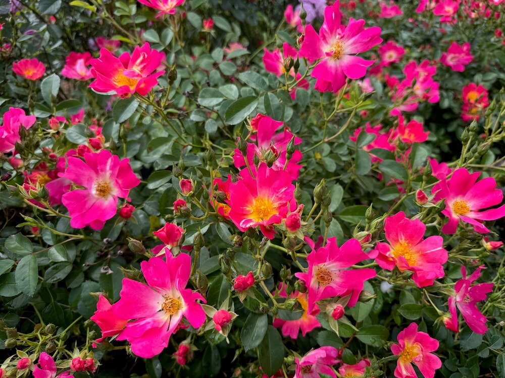 Rosa 'Meijocos'