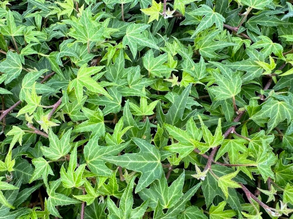 Hedera helix 'Needlepoint'