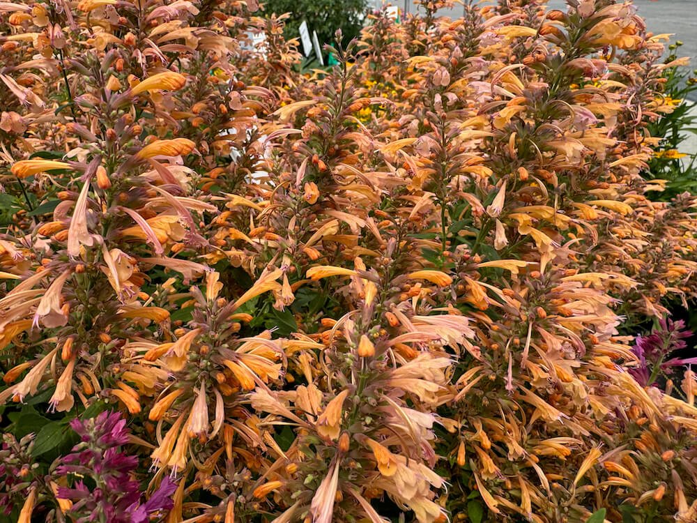 Agastache mexicana 'Balsumleac'