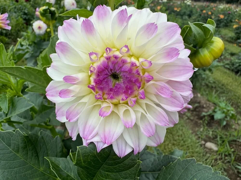 Dahlia 'Eveline'