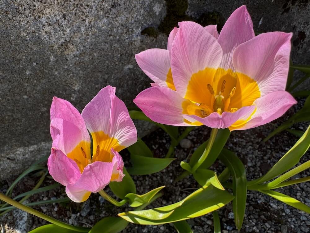 Tulipa saxatilis