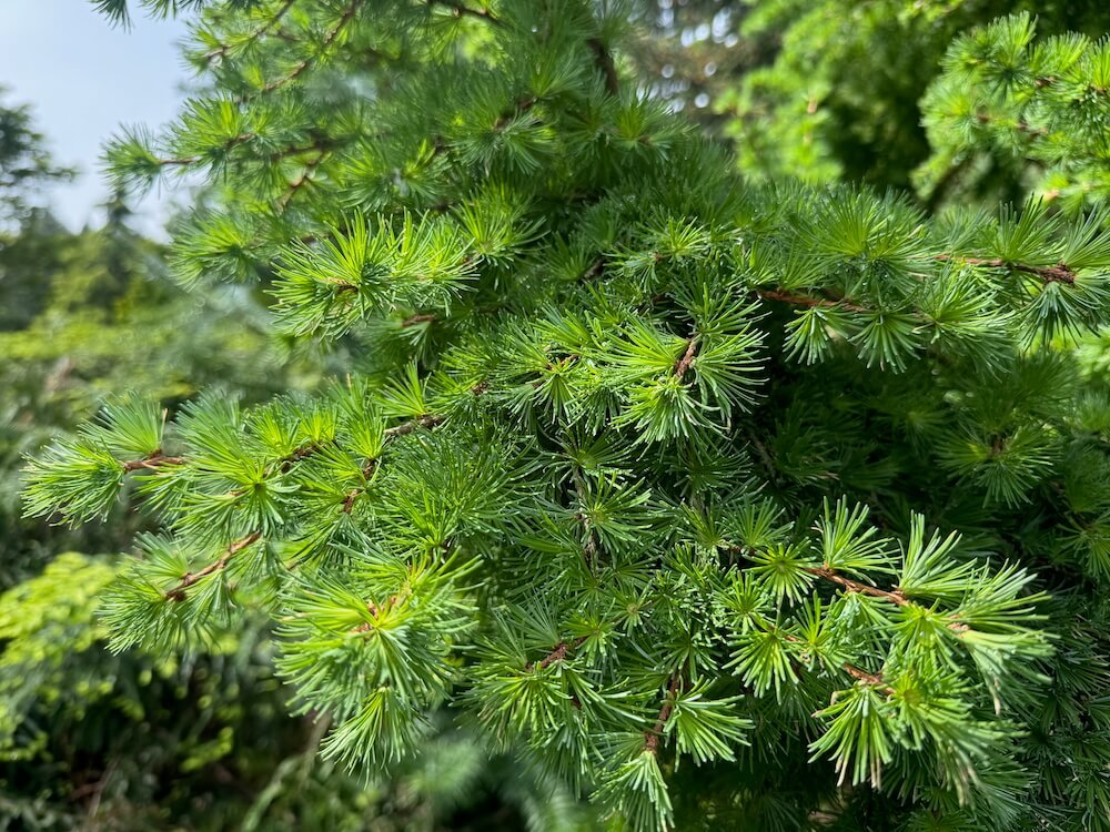 Larix kaempferi 'Wolterdingen'
