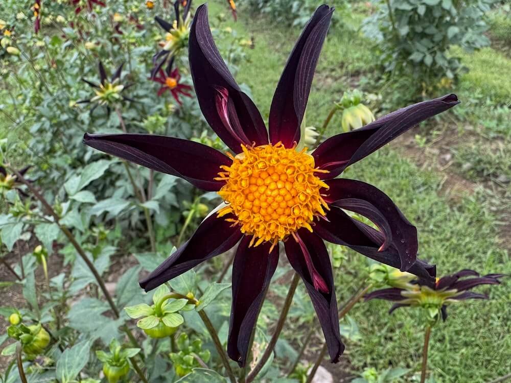 Dahlia 'Verrone's Obsidian'