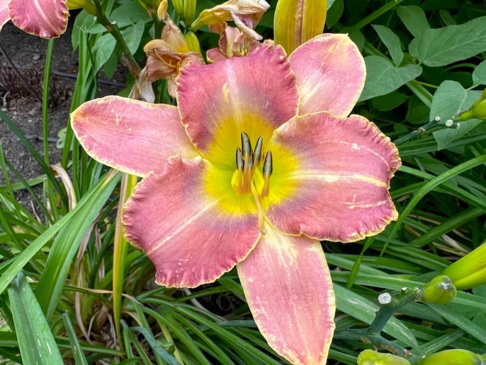 Hemerocallis 'R & R Satin Bouquet'