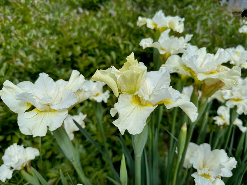 Iris sibirica 'Joyce Cole'