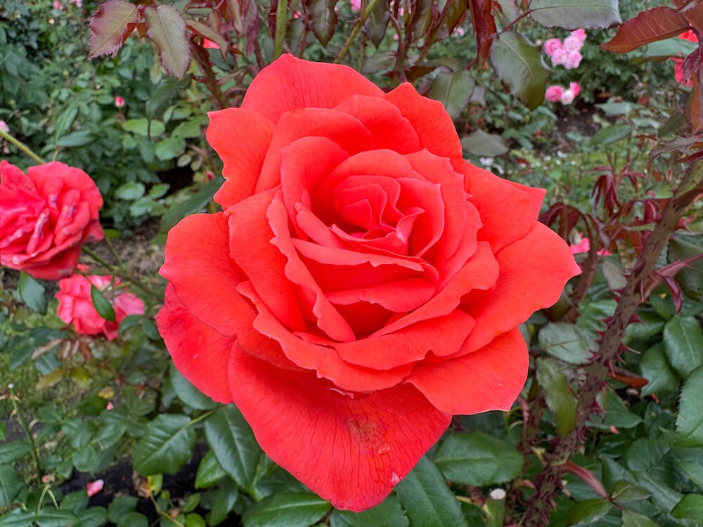 Rosa 'Lasting Peace'