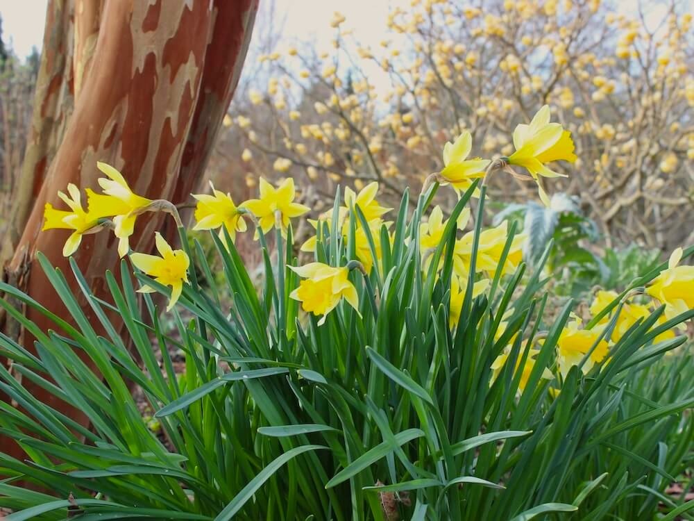 Narcissus 'February Gold'