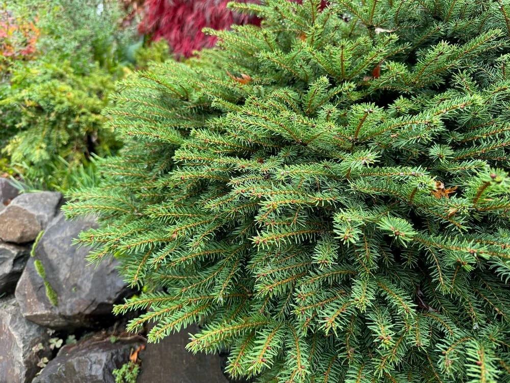 Picea abies 'Pumila'