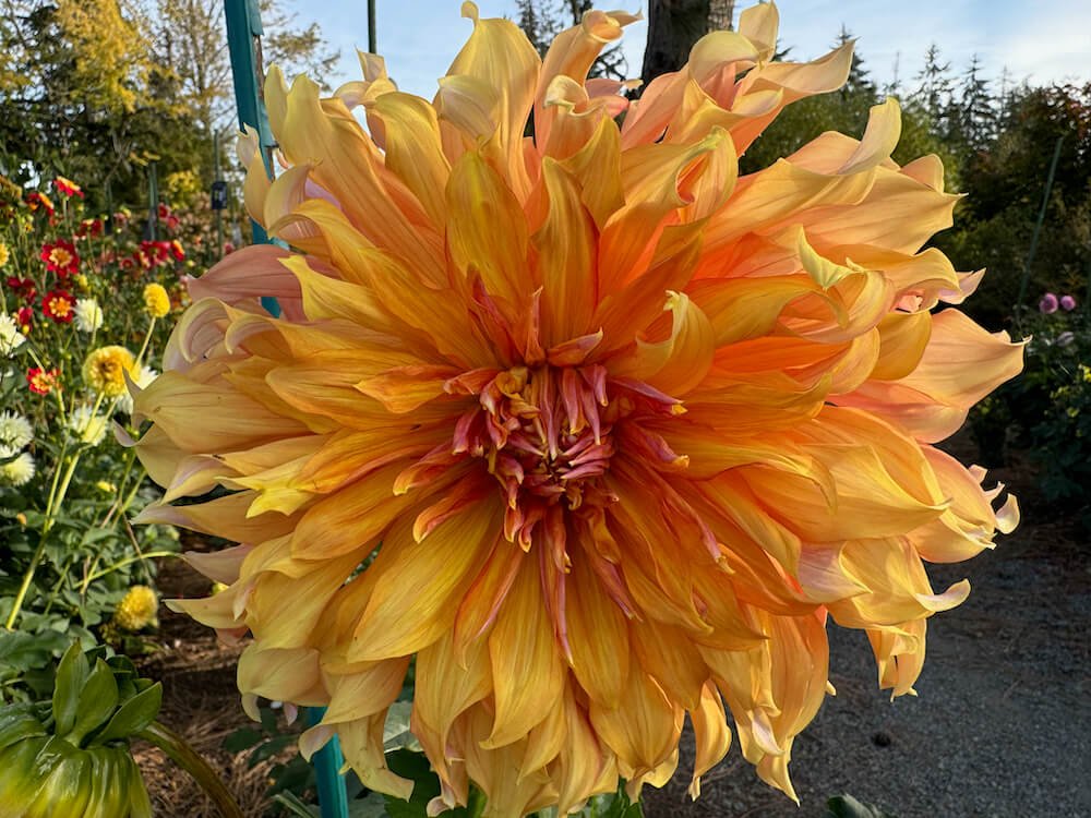Dahlia 'Brown Owl'