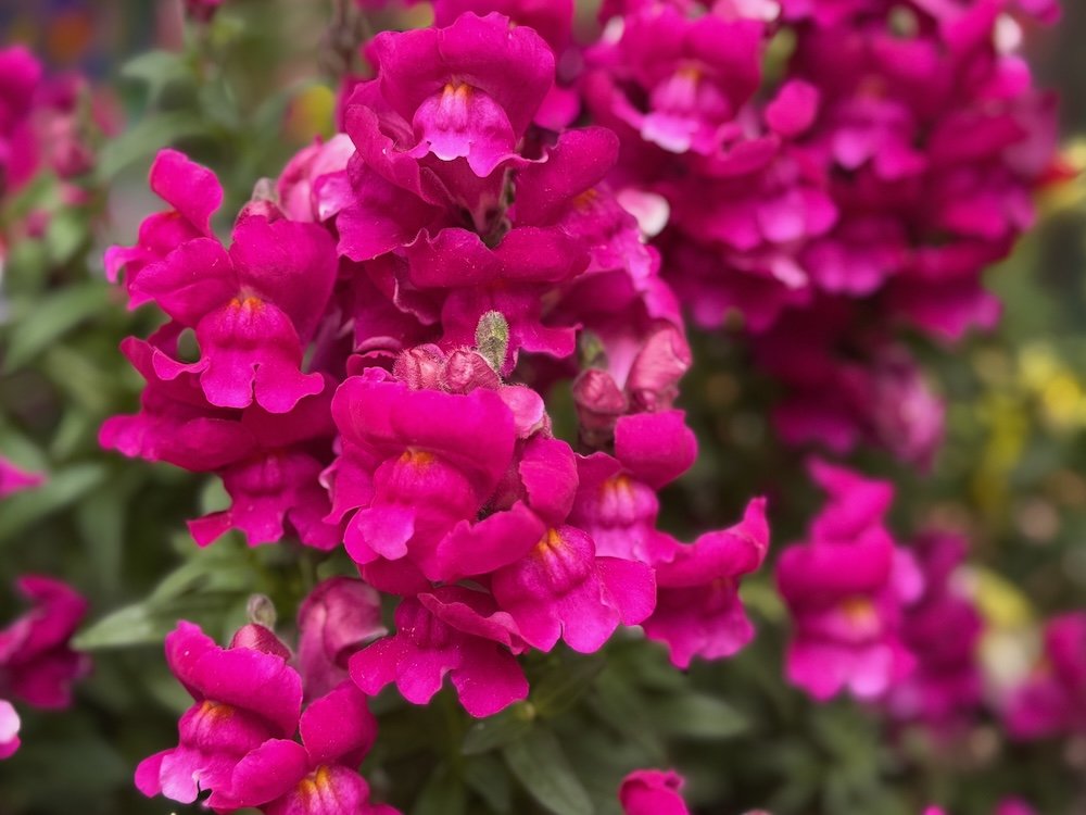 Antirrhinum majus 'Snapshot Burgundy'