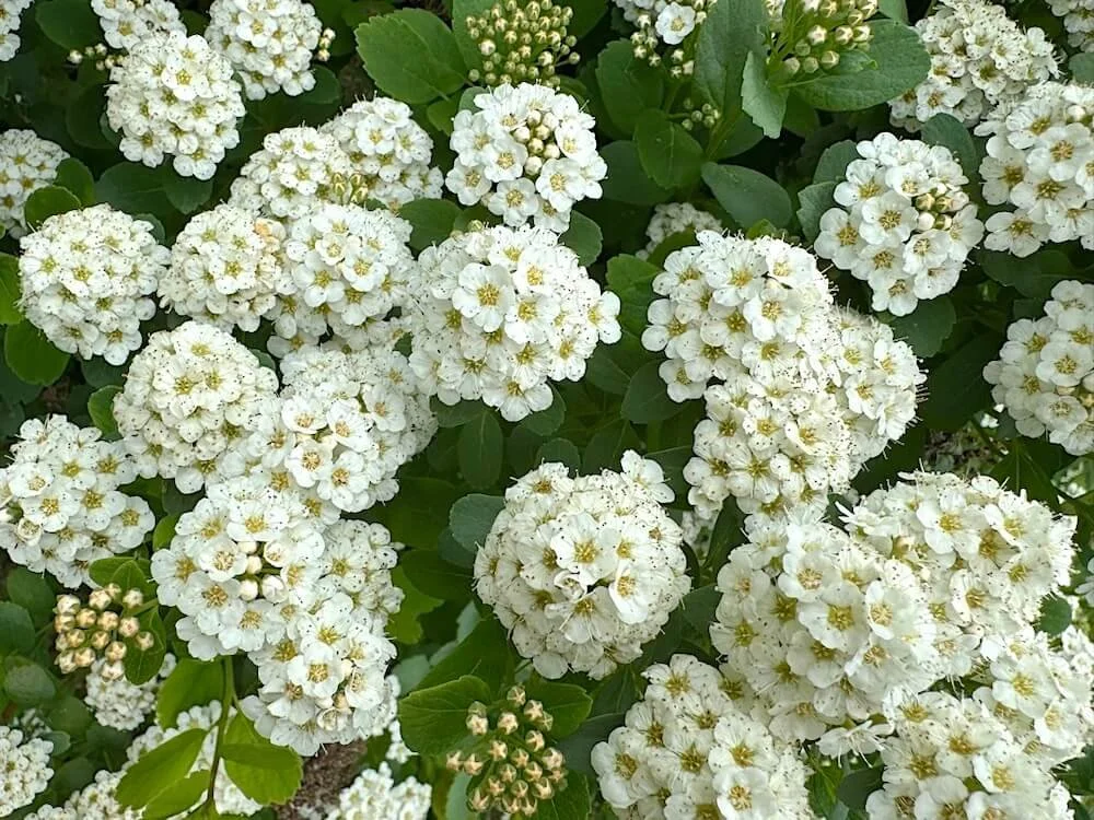 SPIREA (Spiraea)