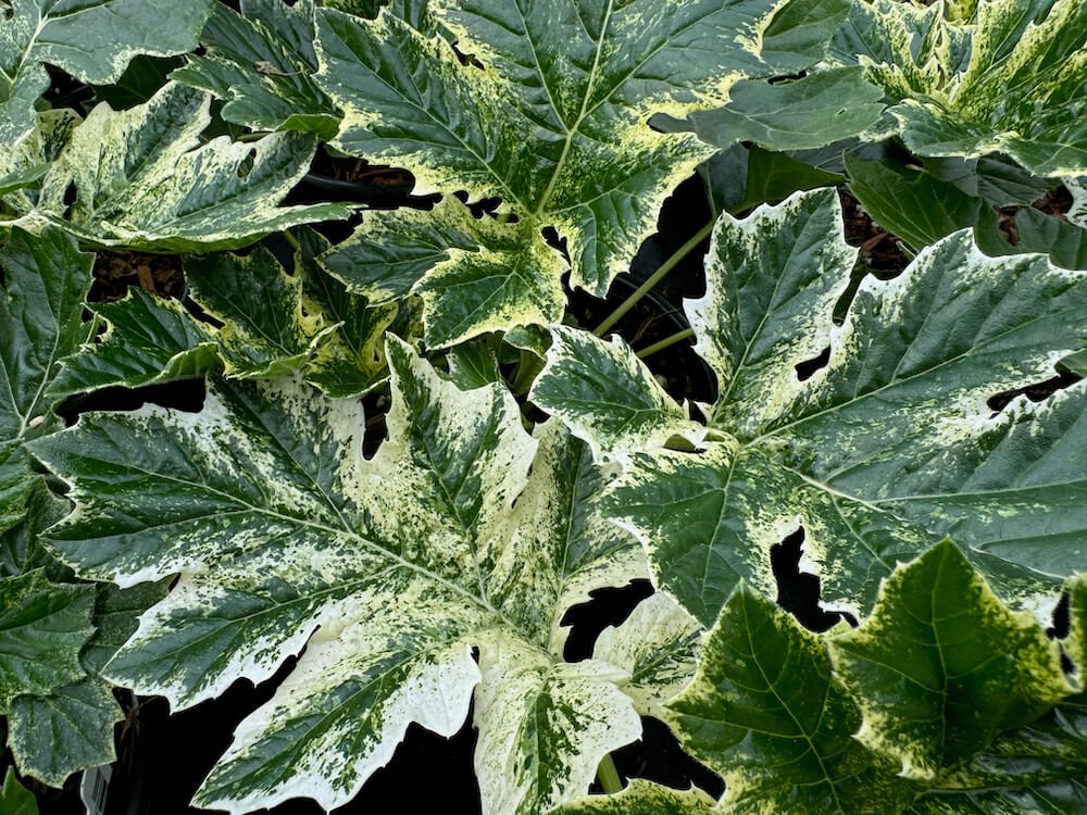 Acanthus mollis 'Whitewater'