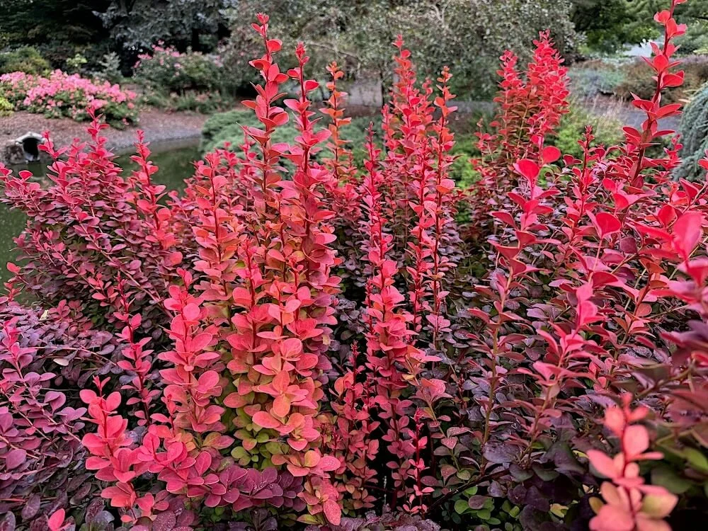 Drought Tolerant Shrubs