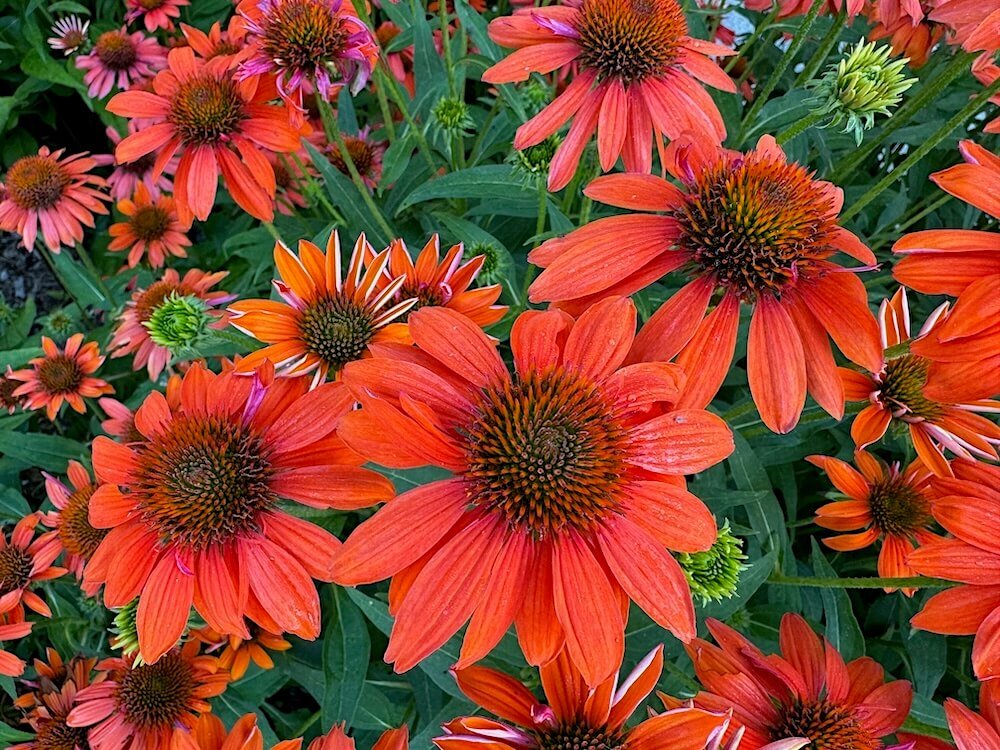 Echinacea Sombrero Salsa Red 'Balsomsed'