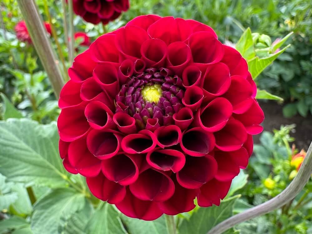 Dahlia 'Spooktacular'