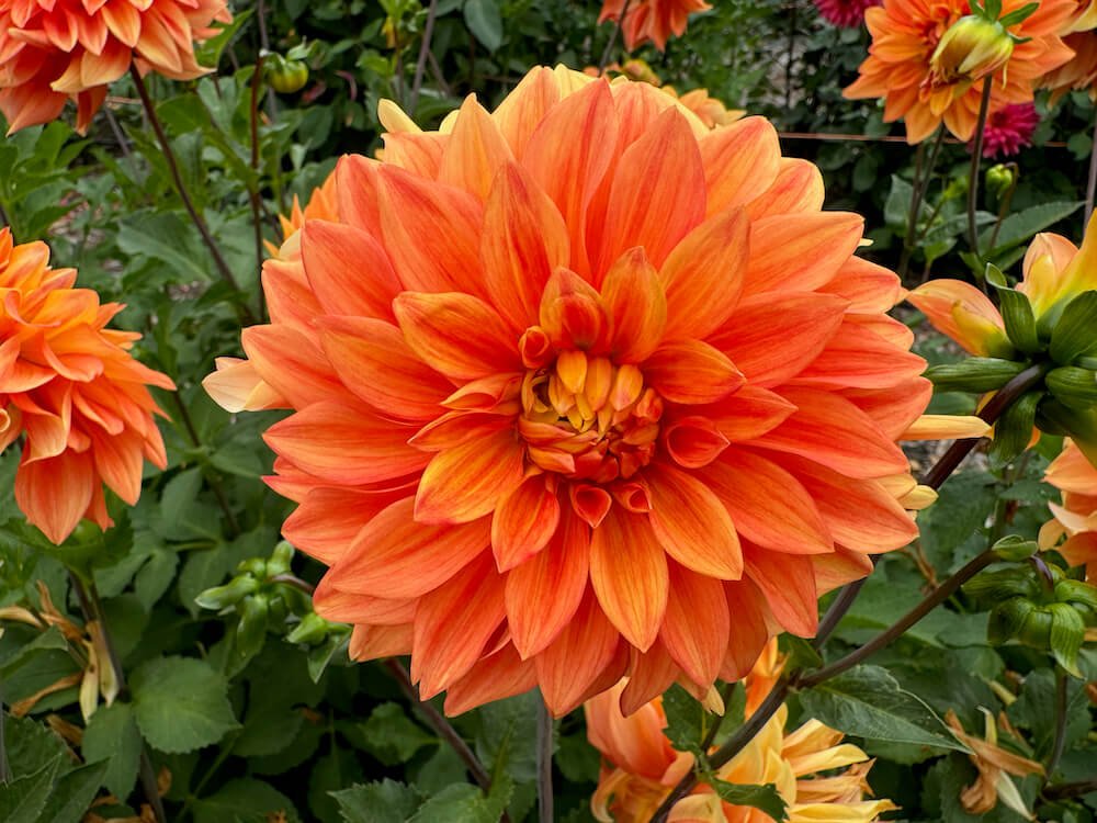 Dahlia 'Neon Splendor'