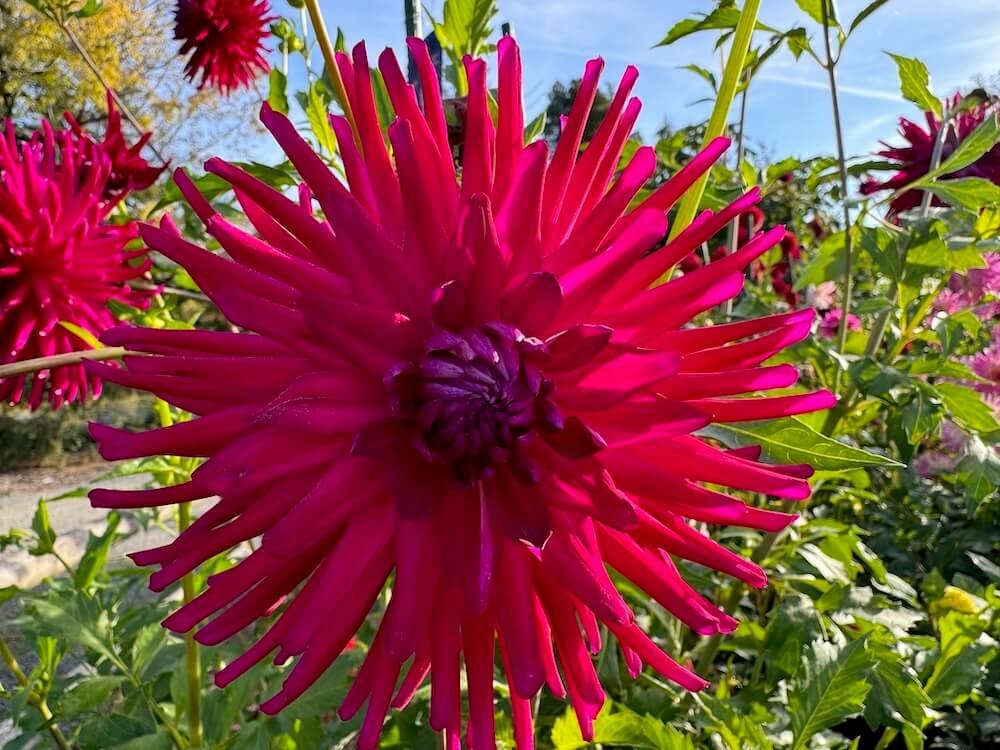Dahlia 'AC MP'
