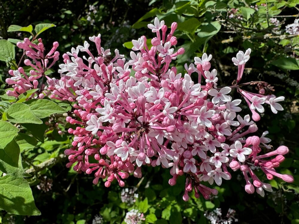 HULDA KLAGER LILAC GARDENS