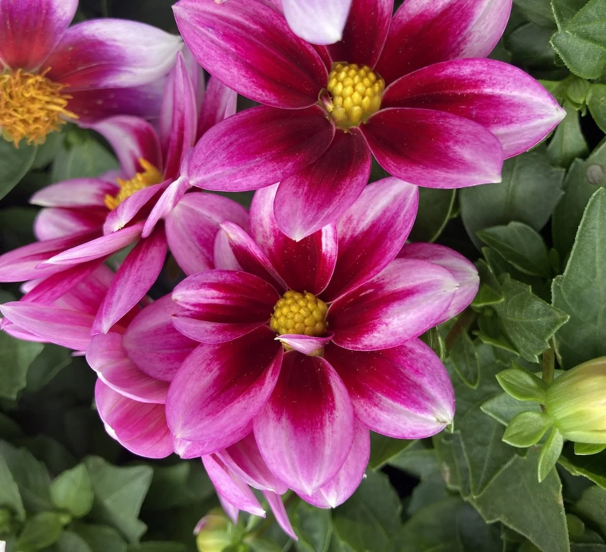 Summer Garden Tasks