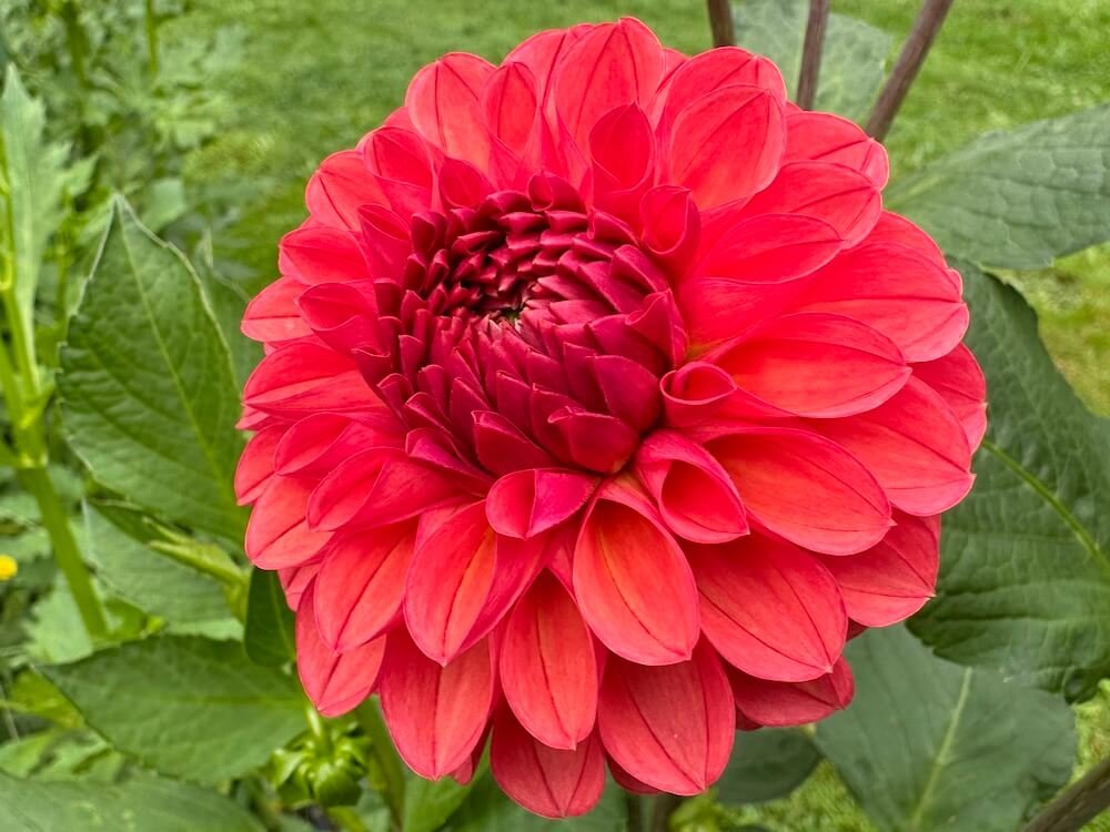 Dahlia 'Barbarry Fusilier'