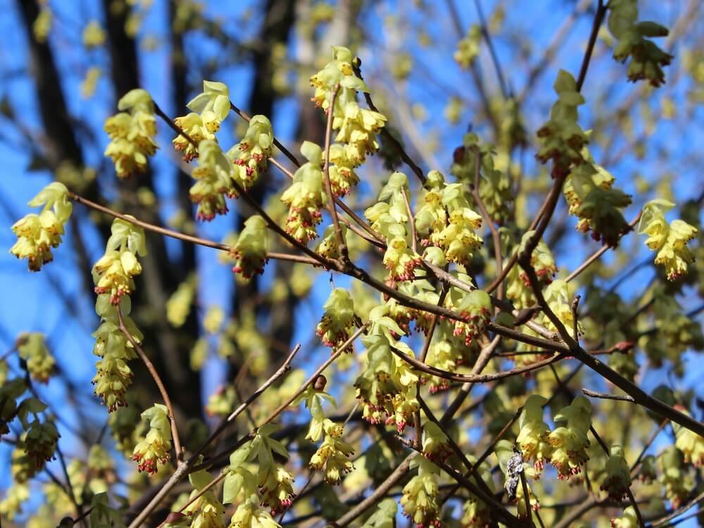Corylopsis sinensis var. calvescens f. veitchiana