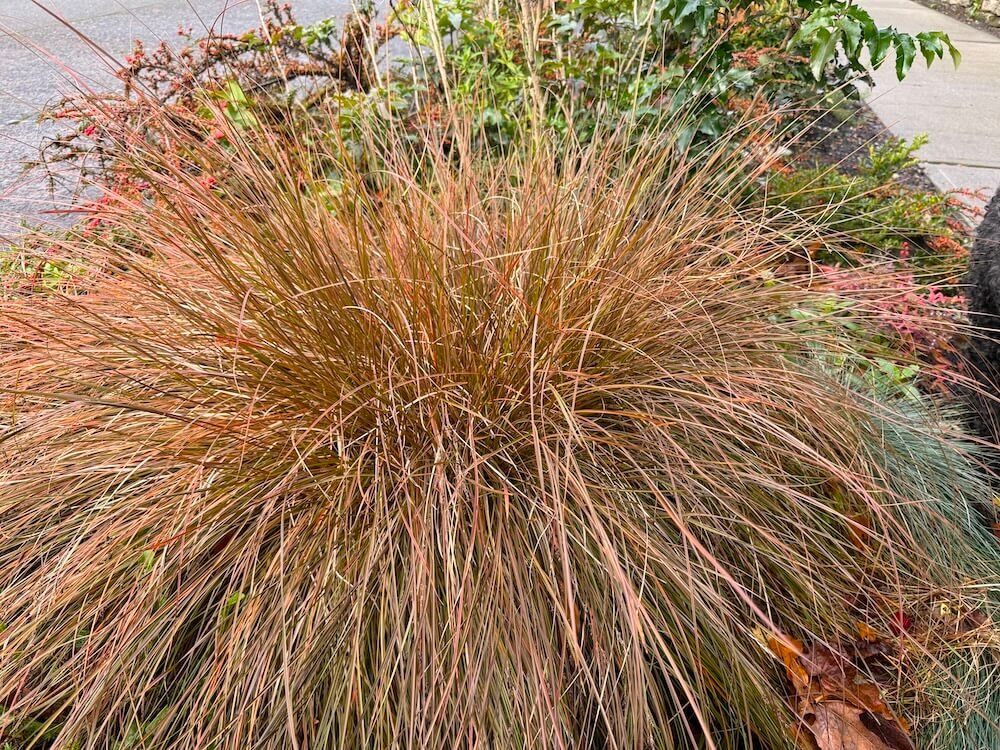 Carex tenuiculmis ‘Cappuccino’