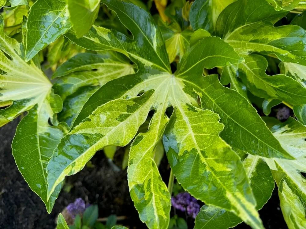 JAPANESE ARALIA (Fatsia)