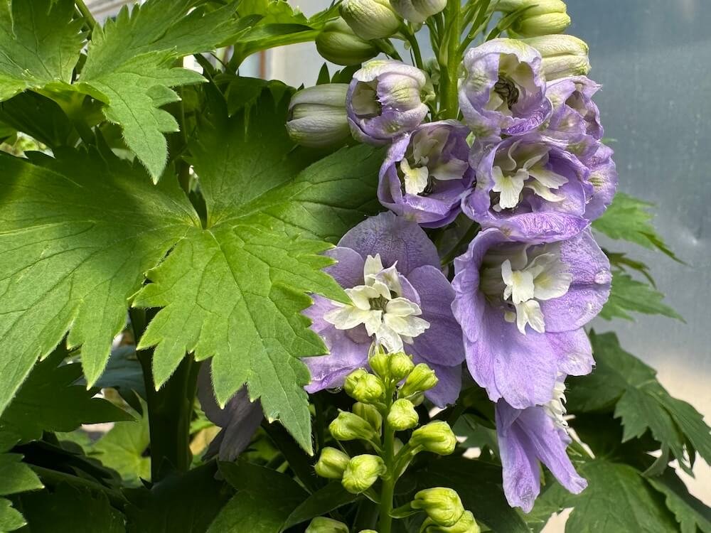 Delphinium elatum 'Aurora Lavender'
