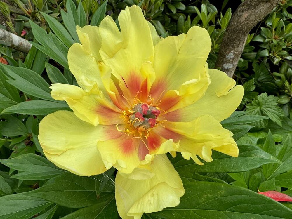 Paeonia x intersectional 'Going Bananas'