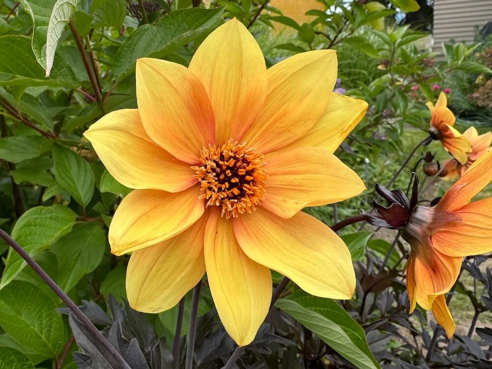 Dahlia 'Mystic Spirit'