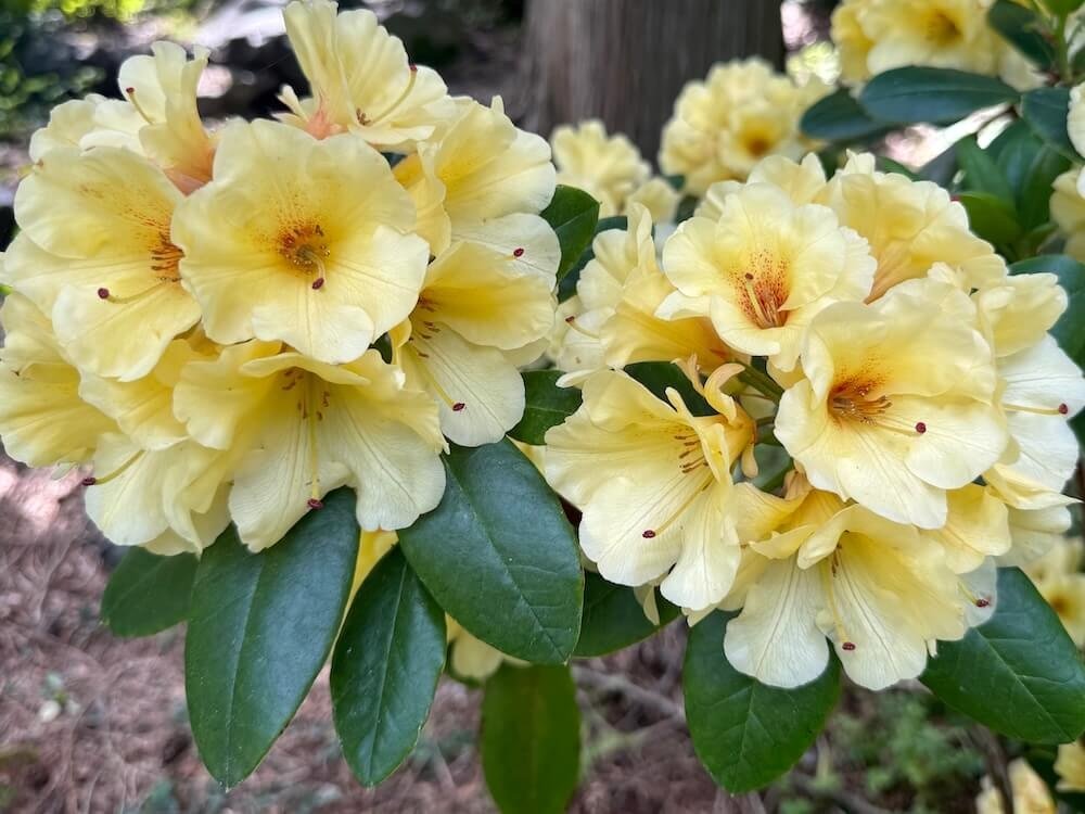 Rhododendron 'Wow'