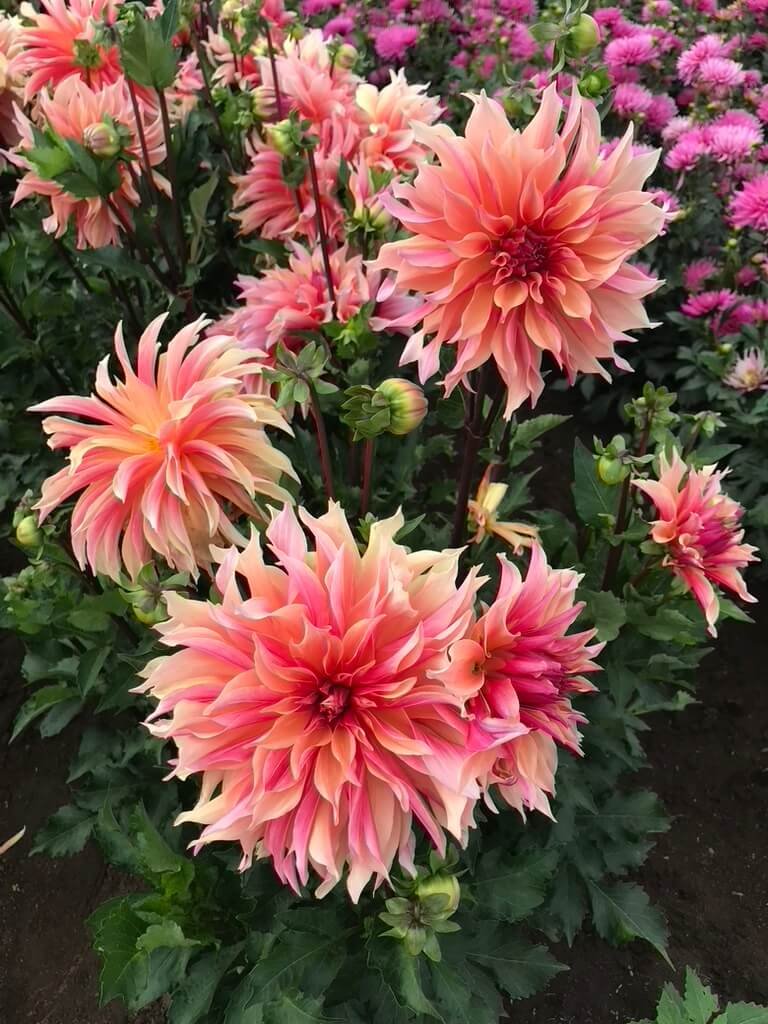 Point Defiance Trial Garden