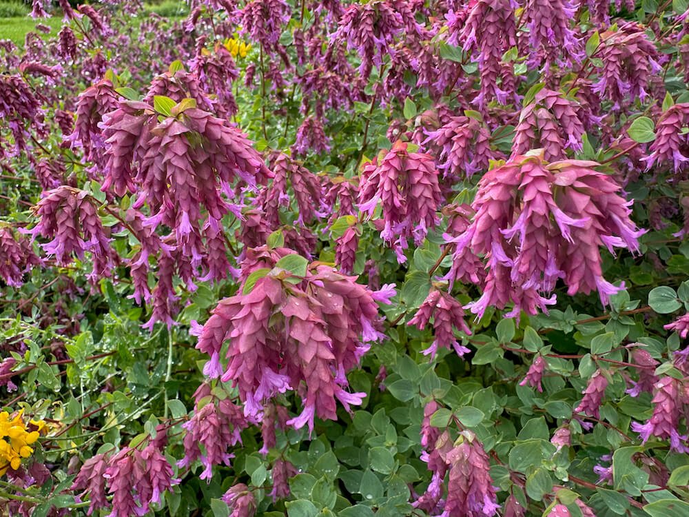 Origanum ‘Bristol Cross’