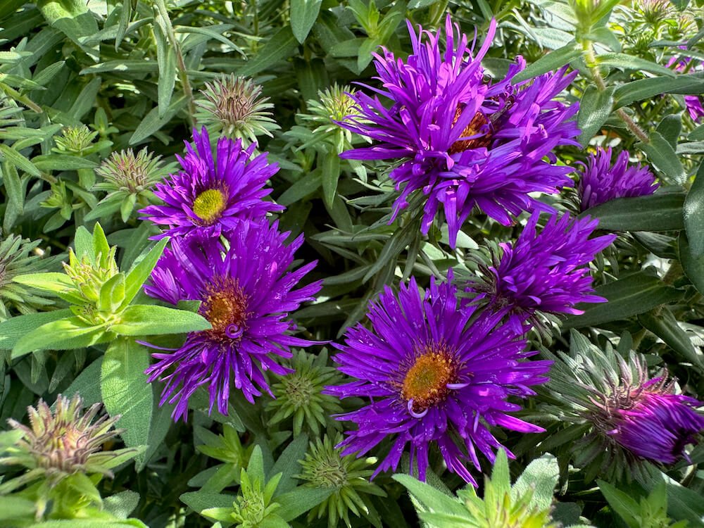 Symphyotrichum novae-angliae 'Purple Dome'