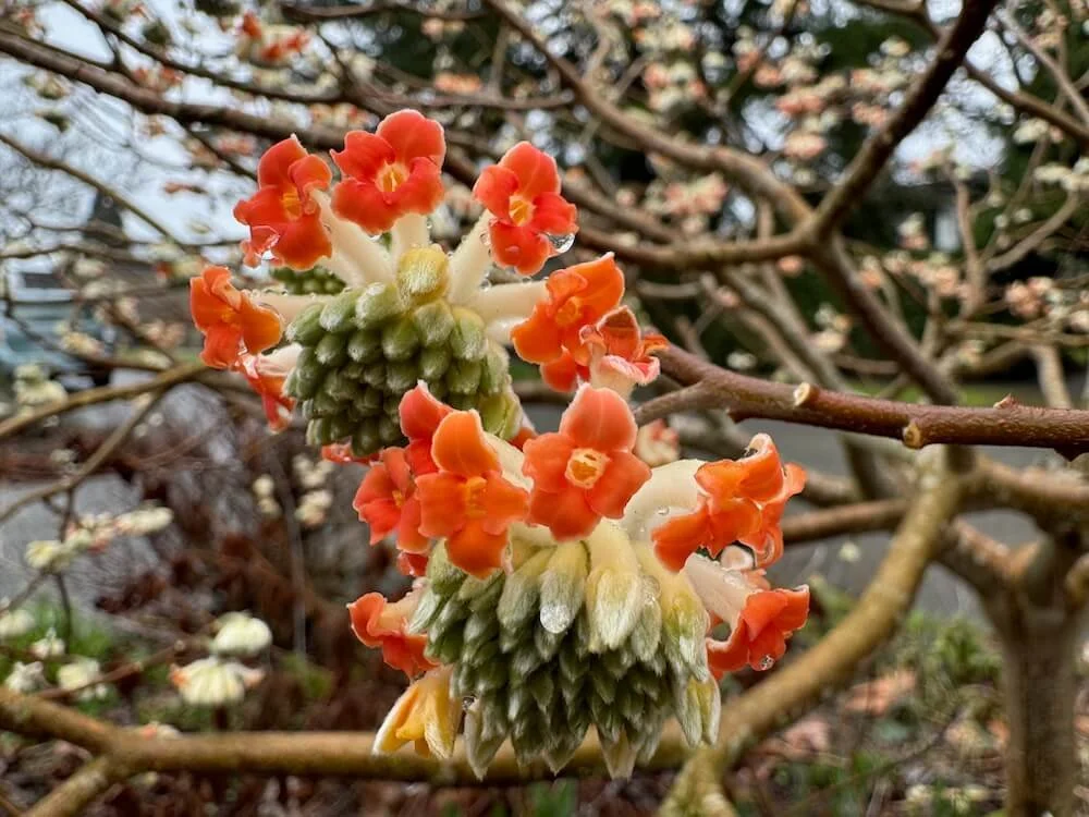 Edgeworthia chrysantha ‘Akebono’