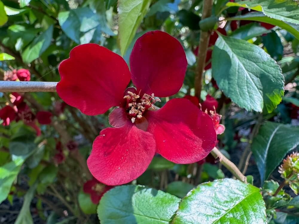 Chaenomeles japonica 'Atsuya Hamada'