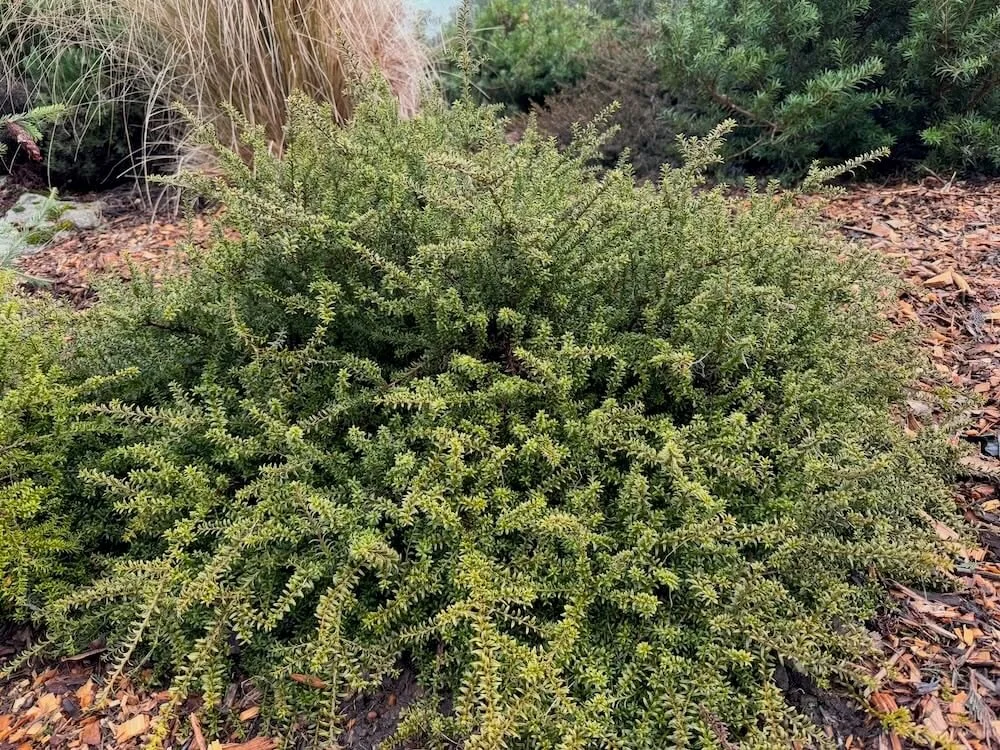 Podocarpus nivalis