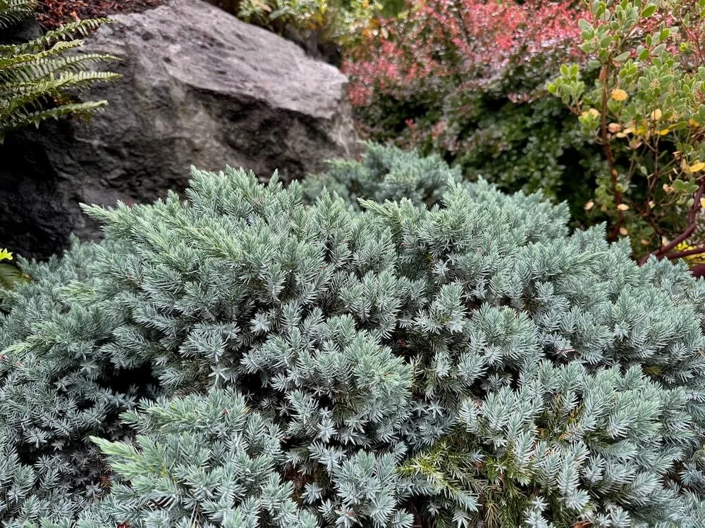 Juniperus squamata 'Blue Star'