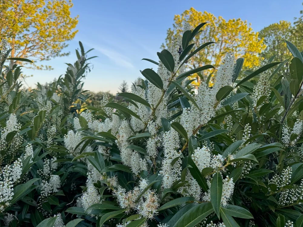 Prunus laurocerasus 'Zabeliana'