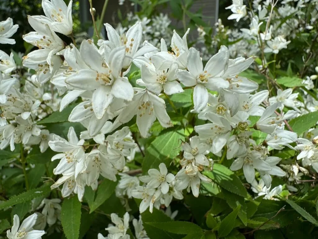 JAPANESE SNOW FLOWER (Deutzia)